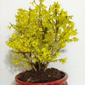 Meet your Posher, Nhu anh